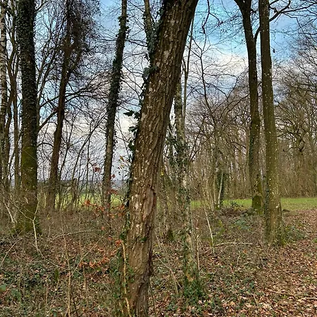 Chalet Du Bois Vi